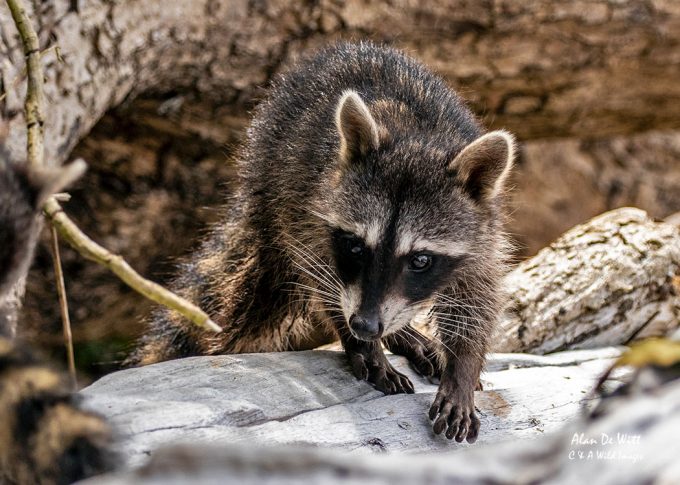 Raccoon kit