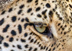 Leopards Galore