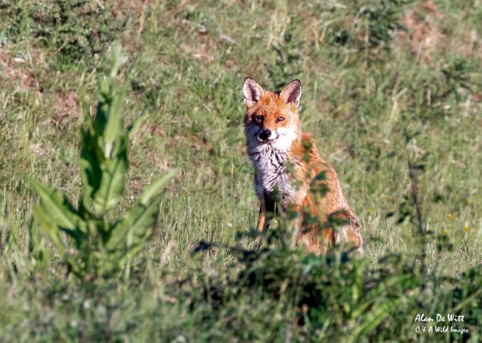First encounter with the one eyed Vixen
