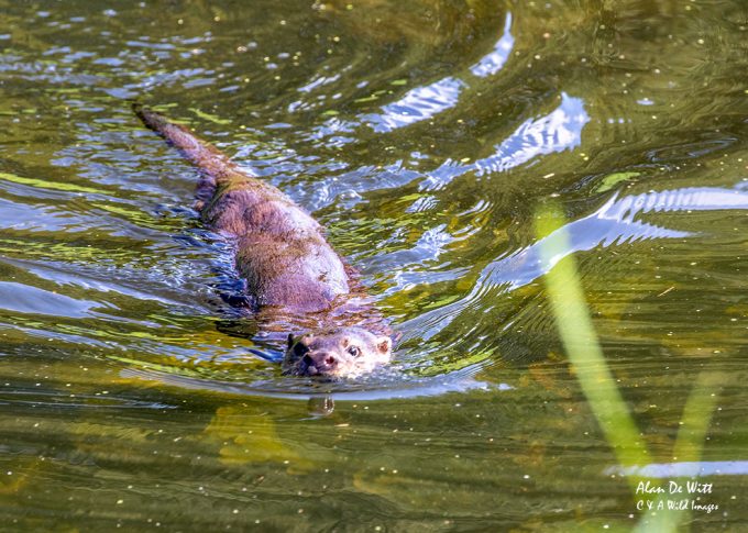 Otters on the River Nar
