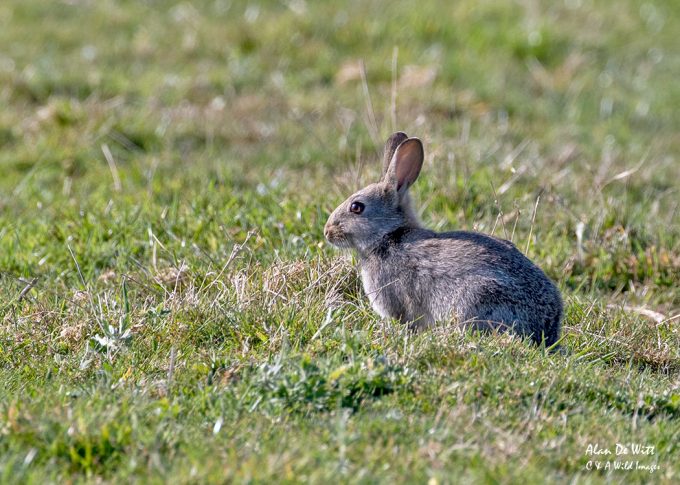 Rabbit