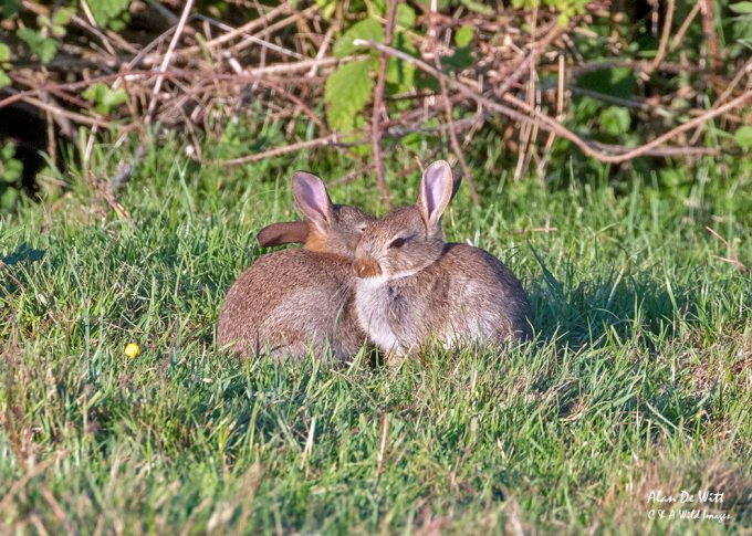 Rabbits 