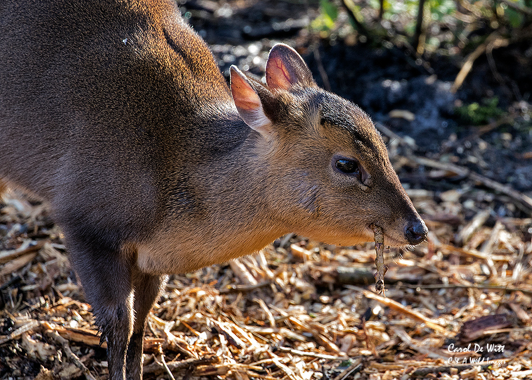 Muntjac