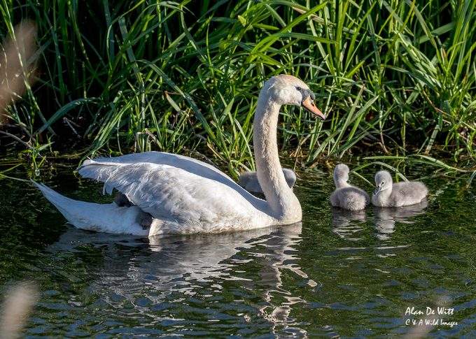 Mute swan with six Cygnet