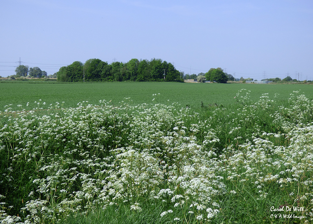 Views across the common