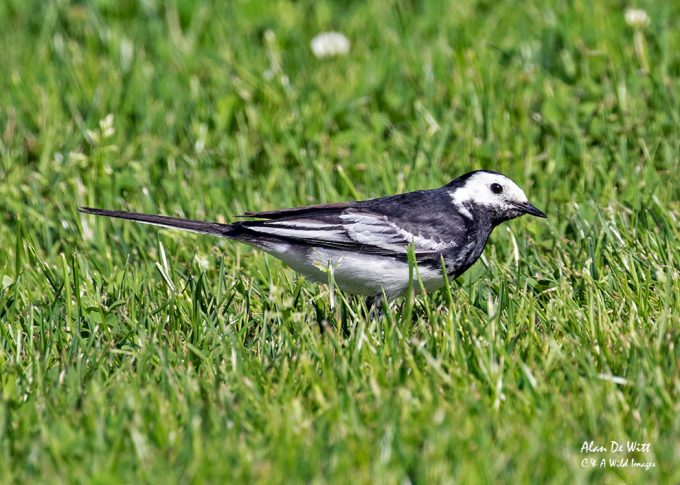 Pied Wagtail