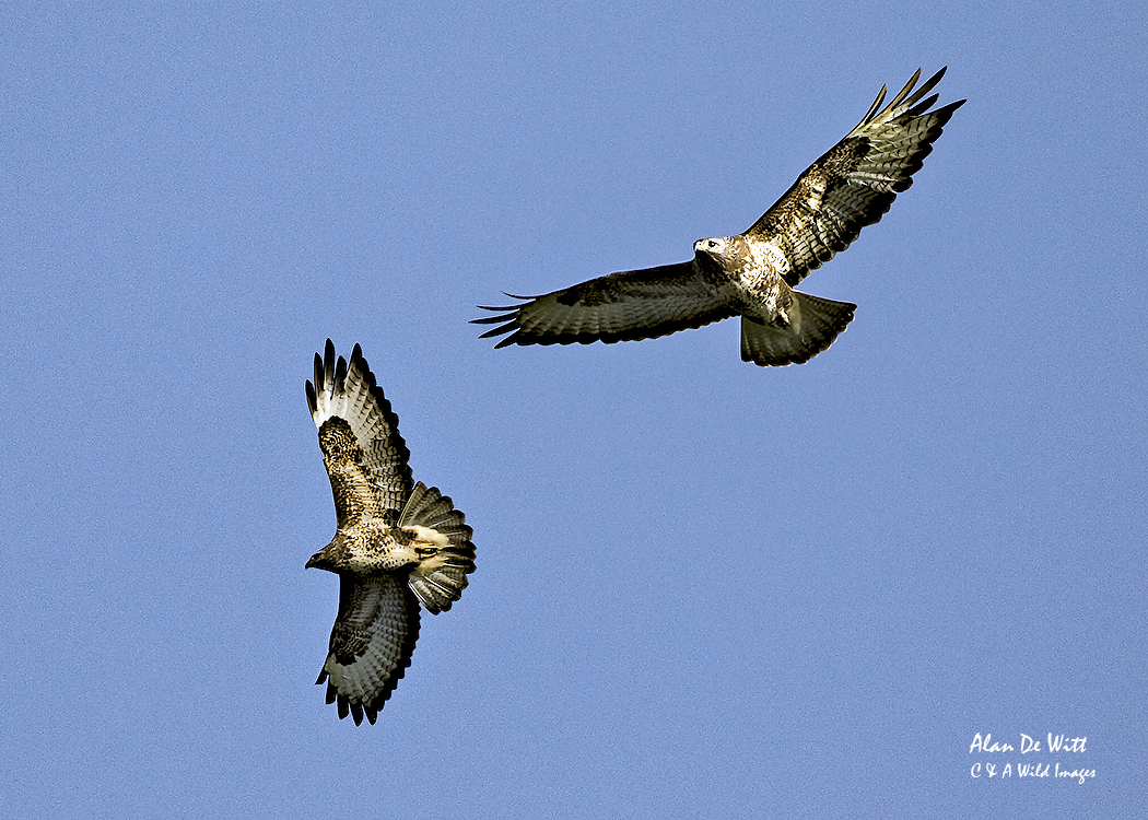 Buzzards Flying over the Common