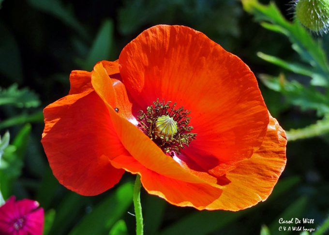 Poppy