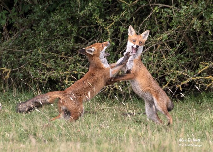 Young Foxes sparring to establish pecking order