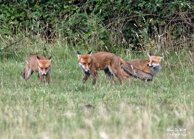 Three of the Fox cubs 