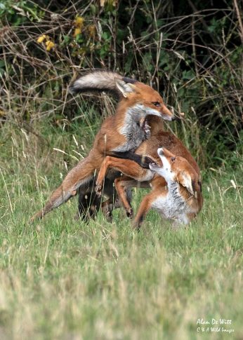 Two of the Foxes fighting 