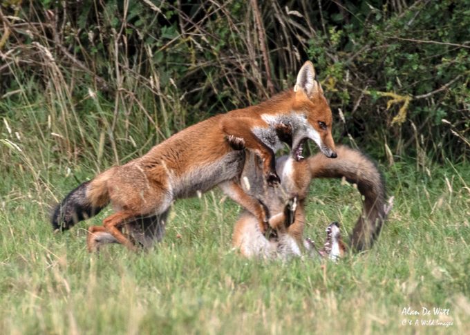 Fox cubs fighting