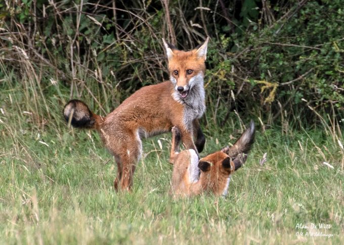 Fox cubs fighting