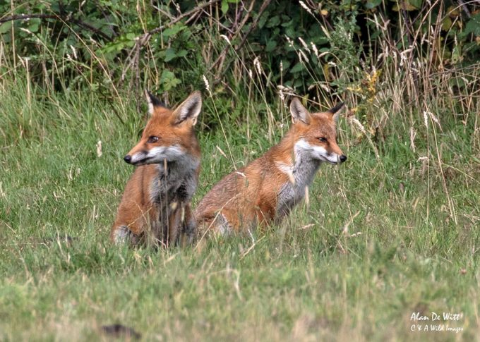 Pair of fox cubs