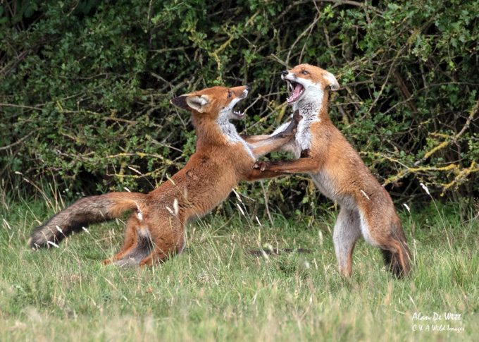 Fox cubs fox trotting