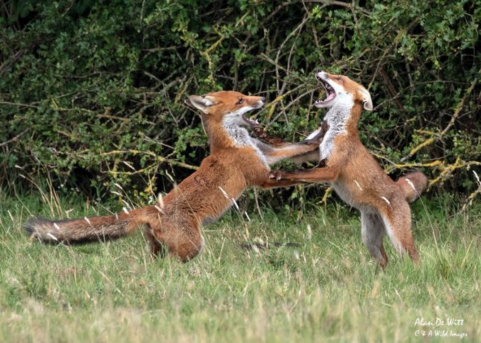 Young Foxes playing