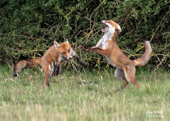 Fox cubs play fighting 