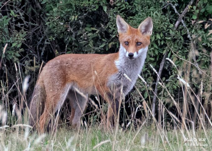 Young fox