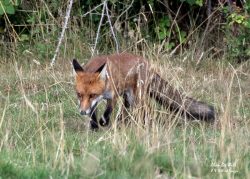 Rural Foxes