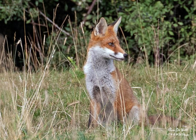 Fox portrait 