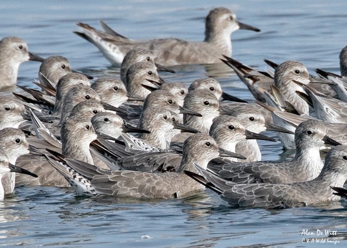 Knot swimming across the lagoon at RSPB Snettisham