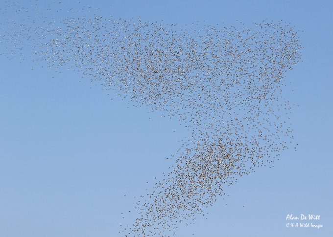 Whiling Wader Spectacular at RSPB Snettisham