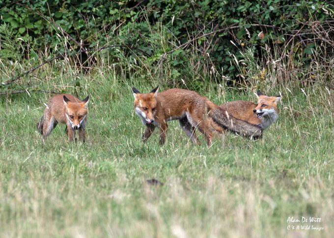 Three Cubs outside our local earth