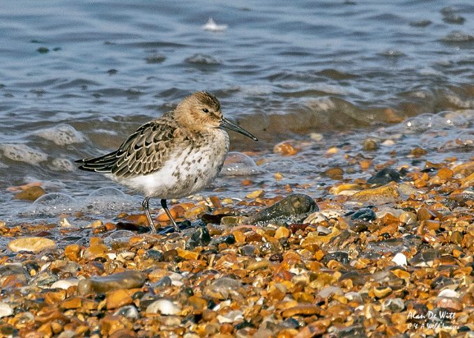 Juvenile Dunlin at high tide mark at Snettisham