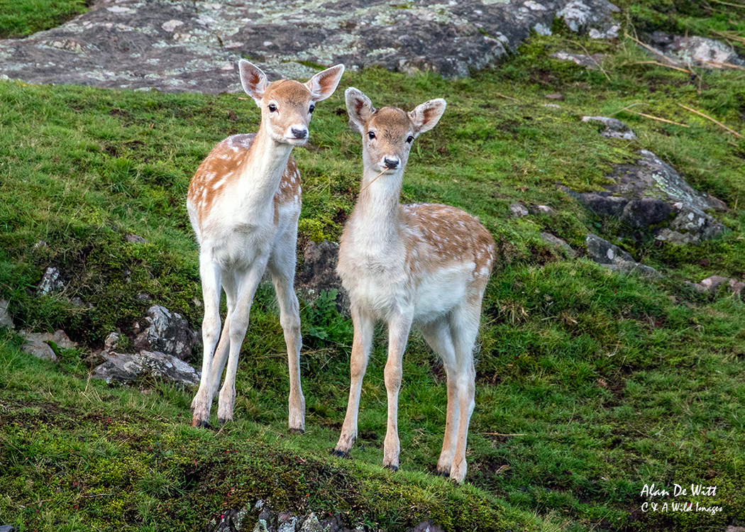 Fallow Deer Twin Fawns at Bradgate Park