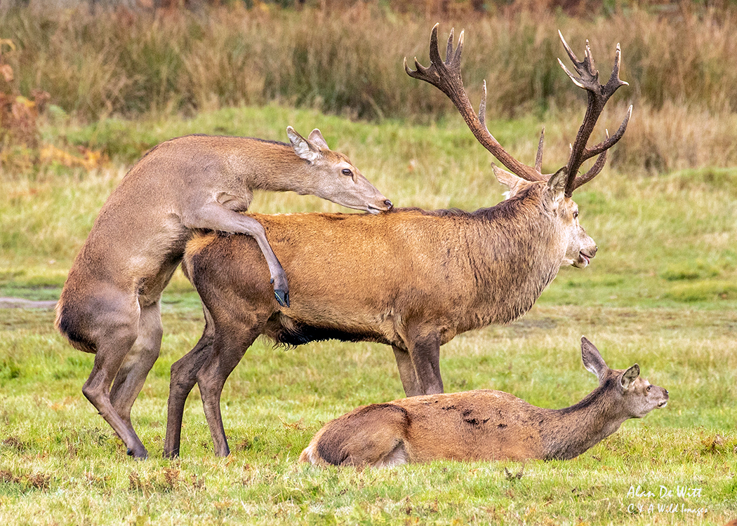 Occasionally the hind will approach and mount the stag (bulling) as part of their mating behaviour