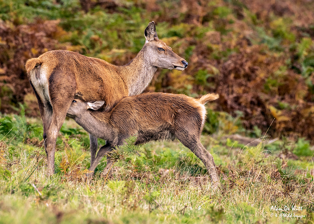 Red Deer Hinds suckling it's fawn