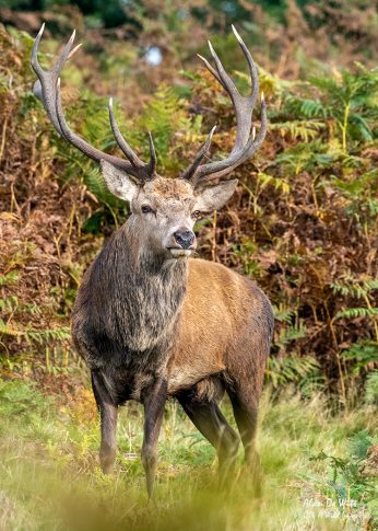 Red deer Stag in the Autumn Red Deer Rut