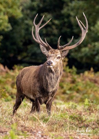 Red deer Stag in the Autumn Red Deer Rut