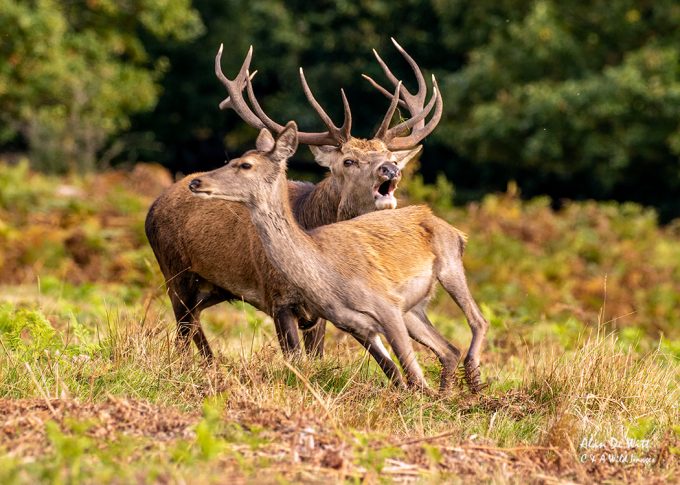 Red Deer rut in Bradgate Park