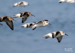 Waders at RSPB Titchwell Marsh