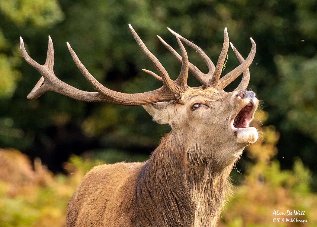 Close up of a Royal Red Deer Stag (12 points)