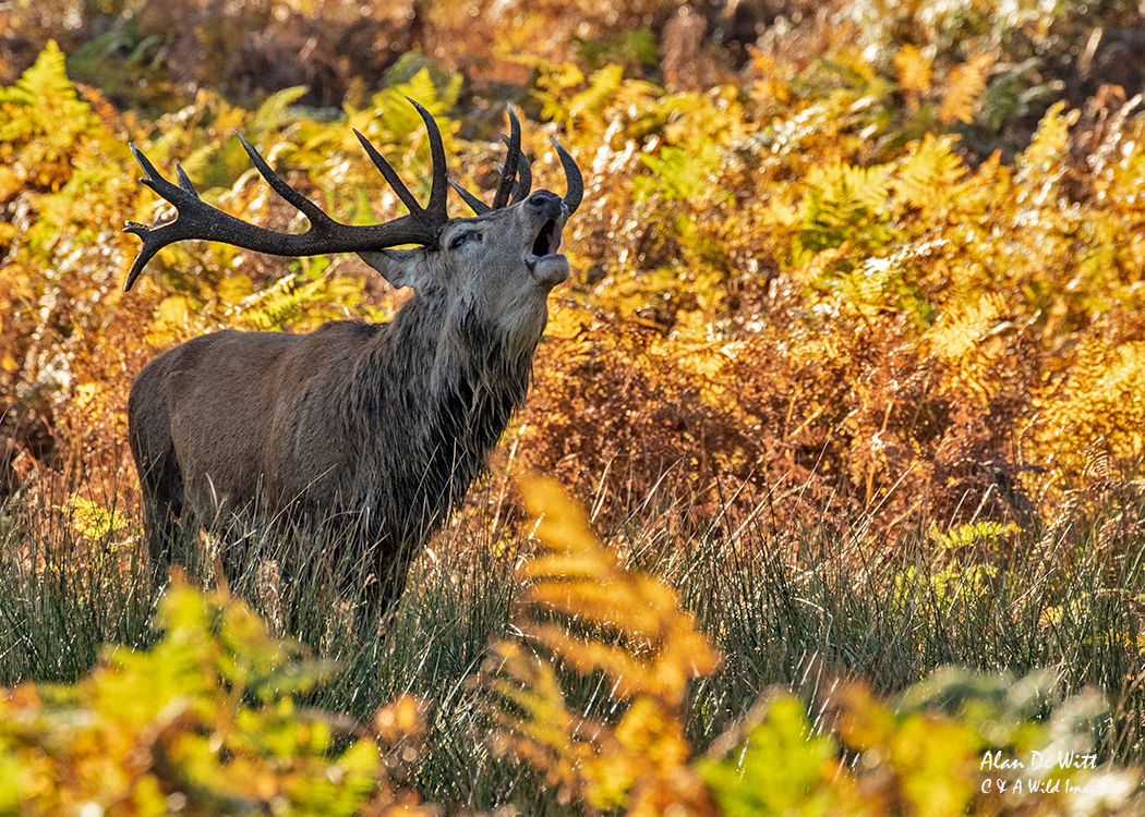 Stag bellowing in the Red Deer Rut