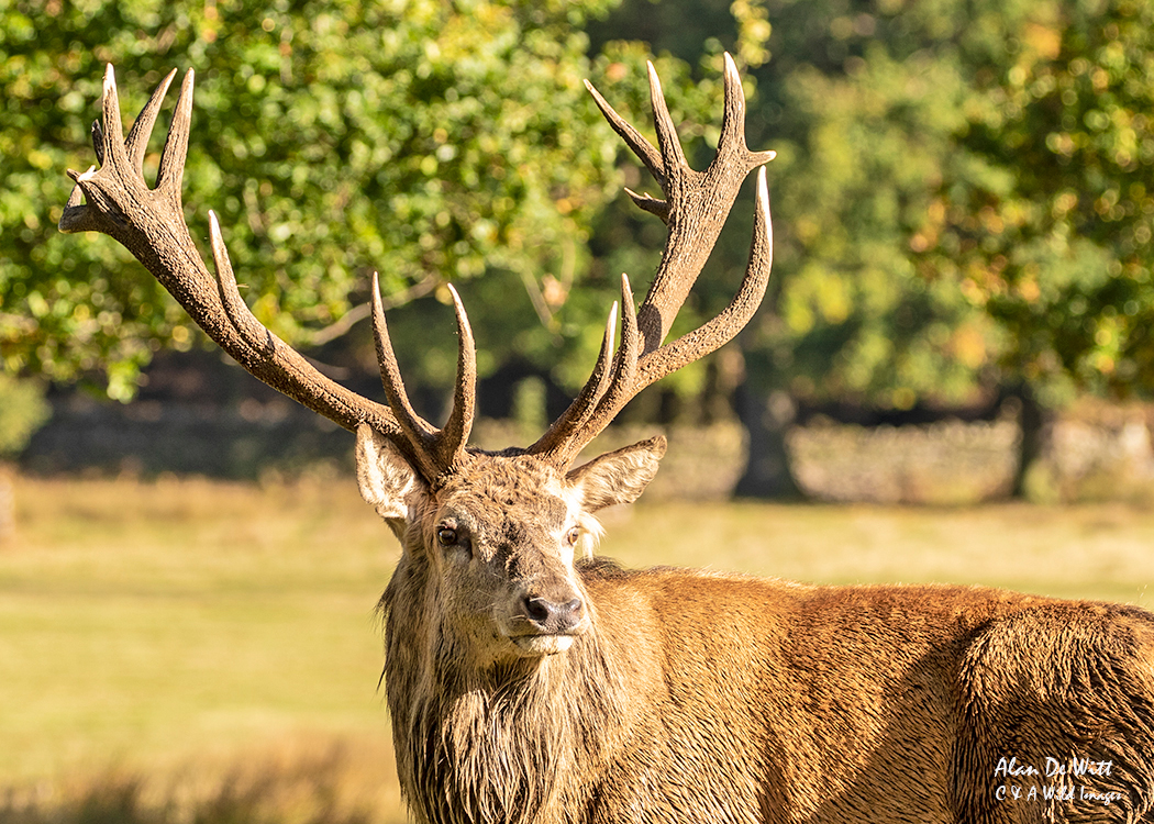 Royal Stag captured in early morning light