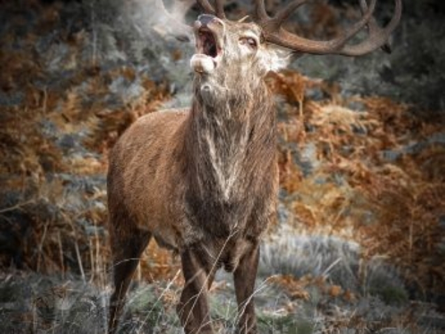 Royal Stag in early morning
