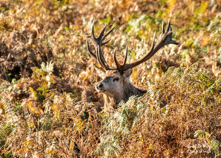Red Deer Stage in Bracken