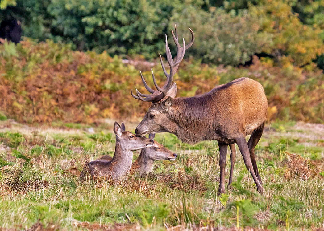 Red deer stag checking out his hinds