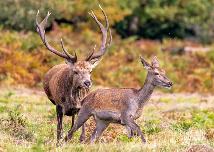 Red Deer rut in Bradgate Park