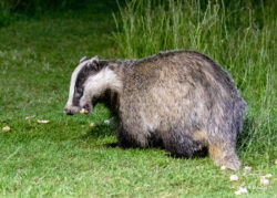 Badgers and Hedgehogs