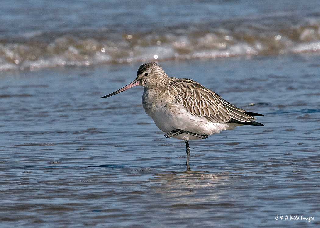Bar-Tailed Godwit 