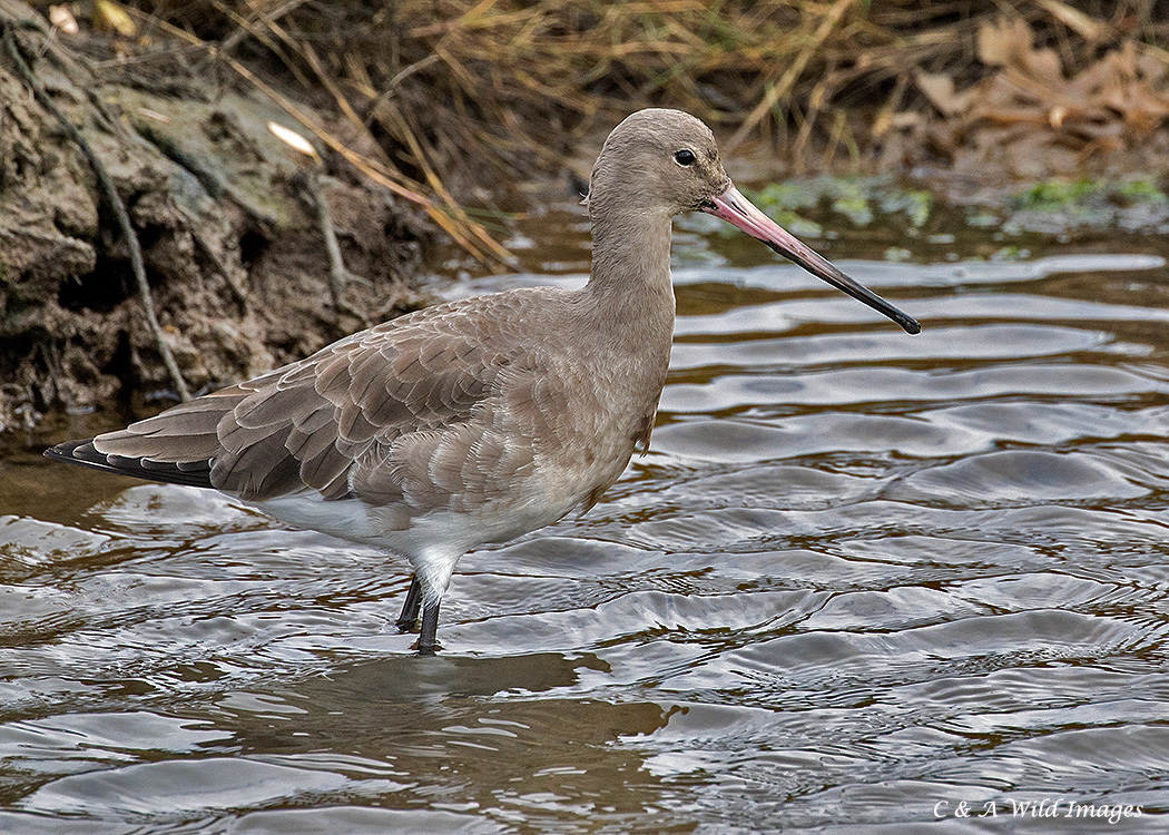 Black-tailed Godwit in Winter / Nonbreeding  plumage