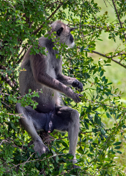 Gray Langur monkey