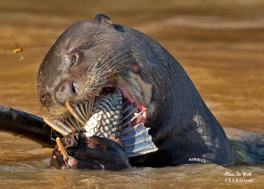 Otter enjoying a catfish lunch