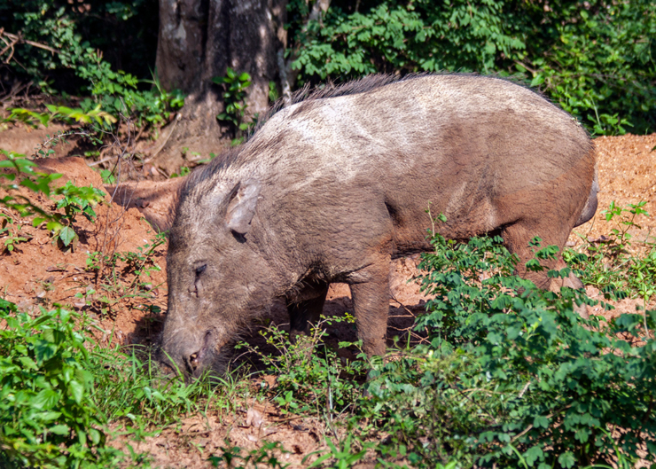 Wild Boar