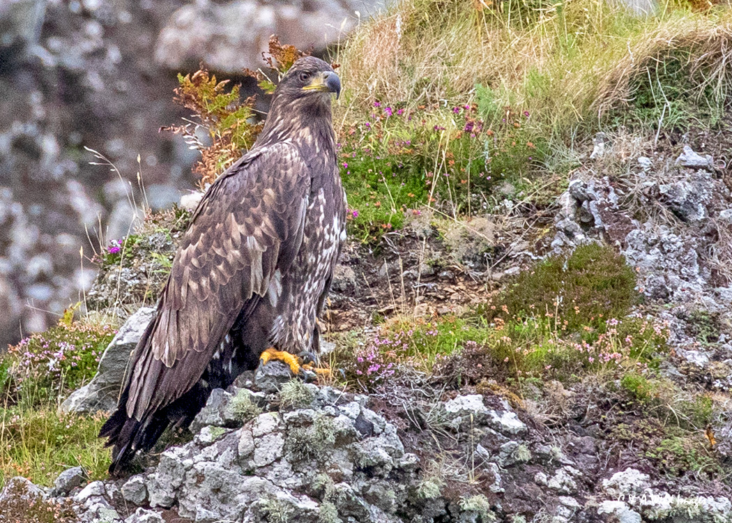 Juvenile Sea Eagle