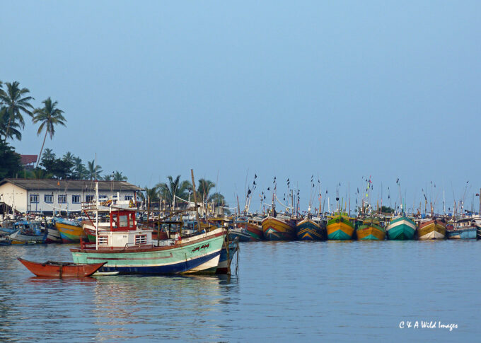 Mirissa Harbor